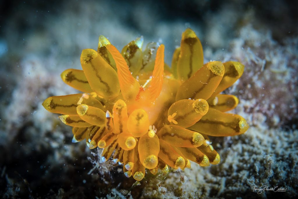 Nudibranquio – Antiopella cristata – Fabrizio Possenti