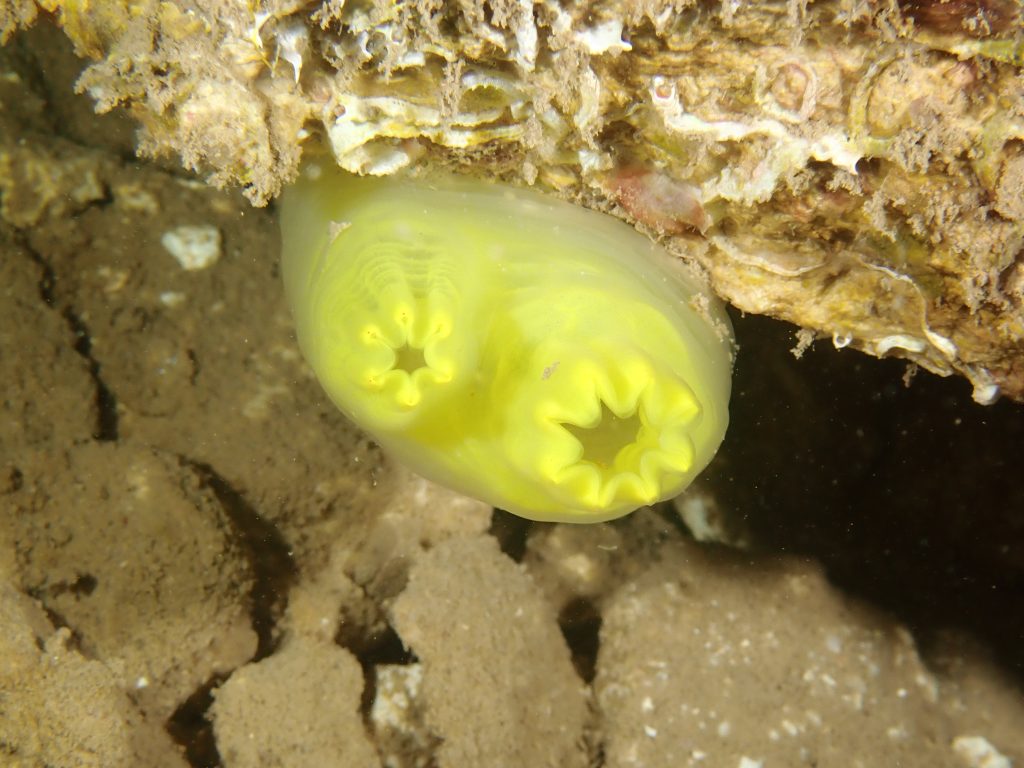 Ascidia