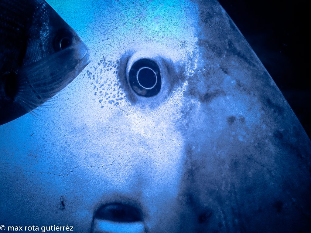 Mola mola y Spondyliosoma cantharus – Max Rota