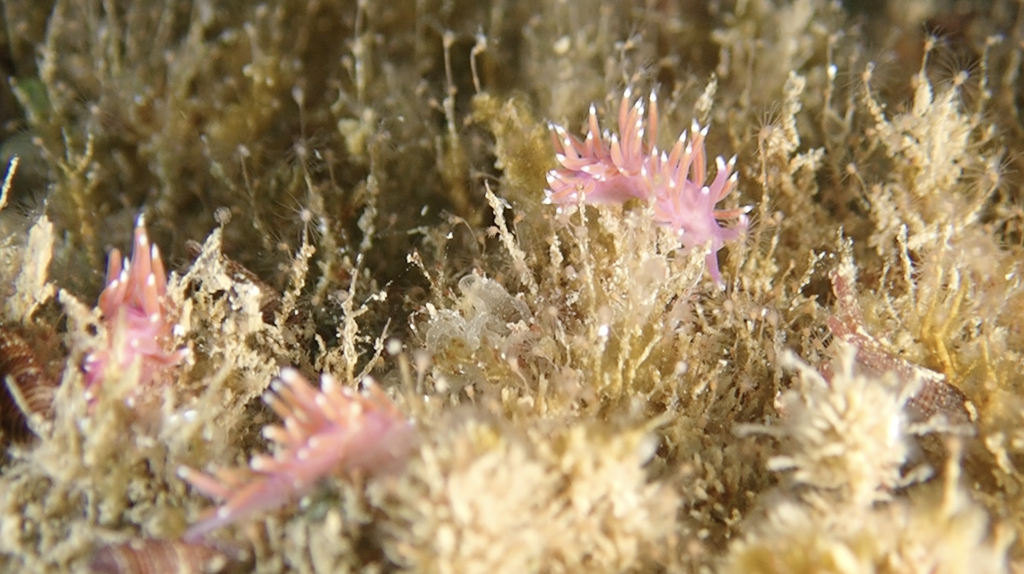 Nudibranquios – Flabellina affinis